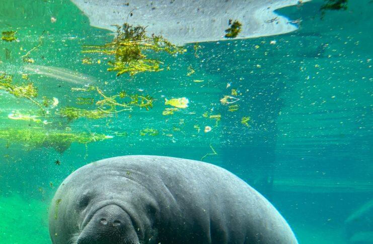 ZooTampa Mourns Loss of Beloved Manatee Juliet