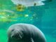ZooTampa Mourns Loss of Beloved Manatee Juliet