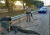 Massive 9-Foot Alligator Halts Traffic on Selmon Expressway in Tampa