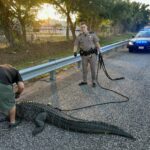 Massive 9-Foot Alligator Halts Traffic on Selmon Expressway in Tampa