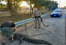Massive 9-Foot Alligator Halts Traffic on Selmon Expressway in Tampa