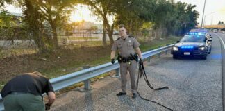 Massive 9-Foot Alligator Halts Traffic on Selmon Expressway in Tampa