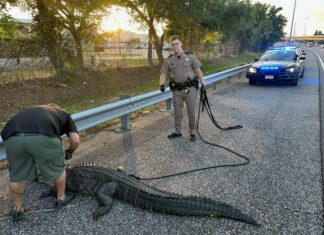 Massive 9-Foot Alligator Halts Traffic on Selmon Expressway in Tampa