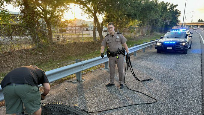 Massive 9-Foot Alligator Halts Traffic on Selmon Expressway in Tampa