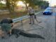 Massive 9-Foot Alligator Halts Traffic on Selmon Expressway in Tampa