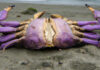 Mysterious 10-Foot Crab Washes Ashore Onto Folly Beach