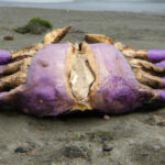 Mysterious 10-Foot Crab Washes Ashore Onto Folly Beach