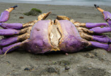 Mysterious 10-Foot Crab Washes Ashore Onto Folly Beach