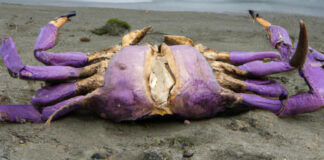 Mysterious 10-Foot Crab Washes Ashore Onto Folly Beach