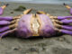 Mysterious 10-Foot Crab Washes Ashore Onto Folly Beach