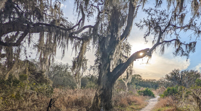 Top 10 Tampa Bay Area State Parks to Explore this Memorial Day Weekend