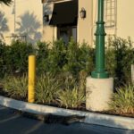 Gator-ade Break: Alligator Stops by North Port Starbucks for a Latte