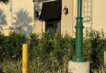 Gator-ade Break: Alligator Stops by North Port Starbucks for a Latte