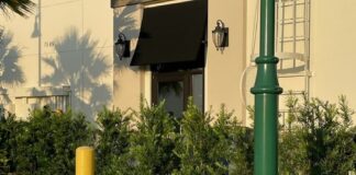 Gator-ade Break: Alligator Stops by North Port Starbucks for a Latte