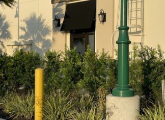 Gator-ade Break: Alligator Stops by North Port Starbucks for a Latte