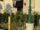 Gator-ade Break: Alligator Stops by North Port Starbucks for a Latte