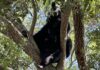 Bear Spotted in Tampa Area Neighborhoods