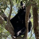 Bear Spotted in Tampa Area Neighborhoods