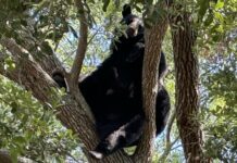Bear Spotted in Tampa Area Neighborhoods