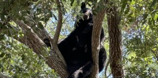 Bear Spotted in Tampa Area Neighborhoods