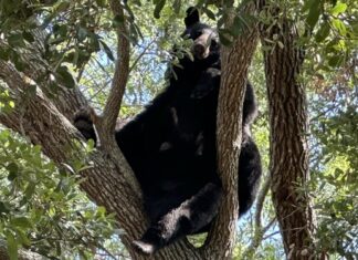 Bear Spotted in Tampa Area Neighborhoods