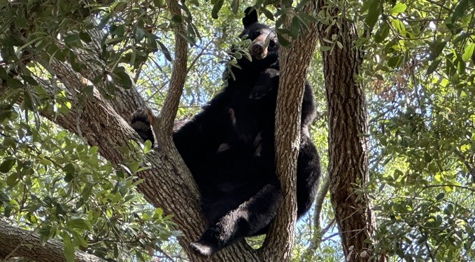 Bear Spotted in Tampa Area Neighborhoods
