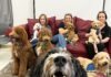 Tampa Bay Area Teachers De-Stress with ‘Hug-A-Dog’ Program