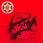 Poachers Charged in Baby Alligator Rescue