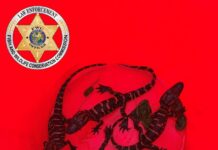 Poachers Charged in Baby Alligator Rescue