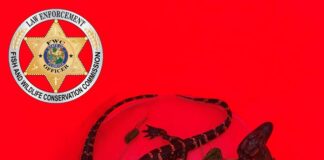 Poachers Charged in Baby Alligator Rescue