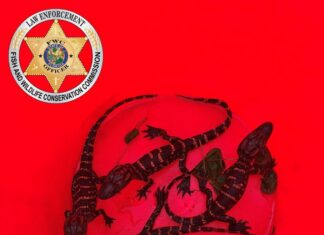 Poachers Charged in Baby Alligator Rescue