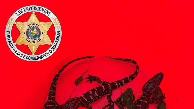 Poachers Charged in Baby Alligator Rescue