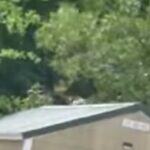 ape-on-the-loose-south-carolina