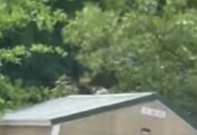 Sheriff Issues Warning About Ape On The Loose in Charleston Area