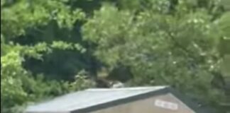 Sheriff Issues Warning About Ape On The Loose in Charleston Area