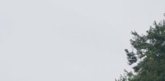 Historic UFO Welcome Center Just North of Charleston Destroyed by Fire This Morning