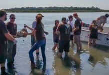 Local Students Join Forces with Conservationists to Rebuild Vital Lowcountry Oyster Reefs