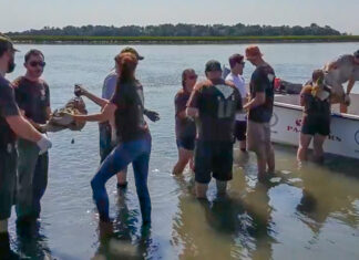 Local Students Join Forces with Conservationists to Rebuild Vital Lowcountry Oyster Reefs
