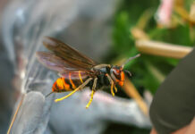 Yellow-Legged Charleston Hornets: Residents Warned of New Invasive Species charleston hornets