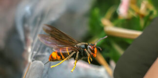 Yellow-Legged Charleston Hornets: Residents Warned of New Invasive Species charleston hornets