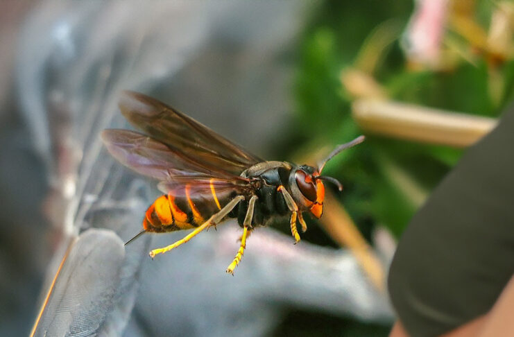 Yellow-Legged Charleston Hornets: Residents Warned of New Invasive Species charleston hornets
