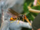 Yellow-Legged Charleston Hornets: Residents Warned of New Invasive Species charleston hornets